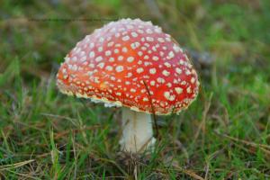 Make Believe Mushroom