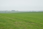 Fields in Bastogne