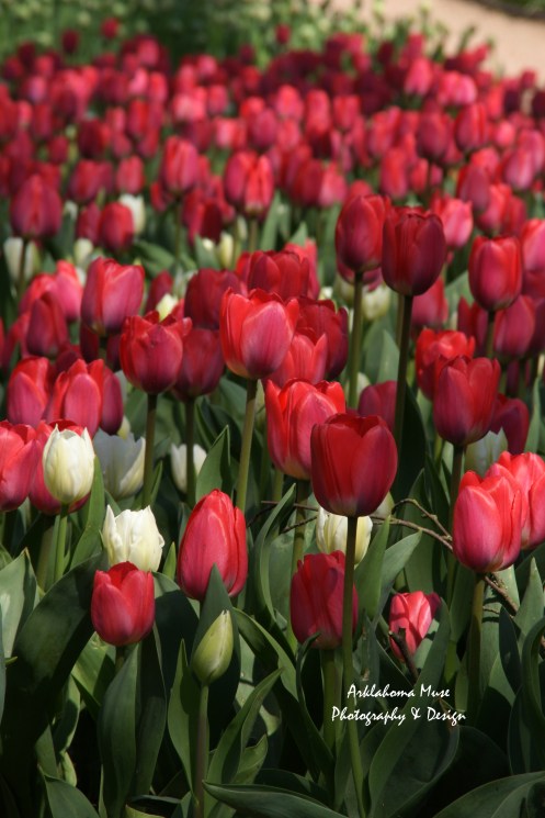 Bed of Tulips in Red and White