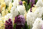 Bed of Hyacinths