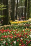 Multi-colored Tulips Beds at Groot Bijgaarden