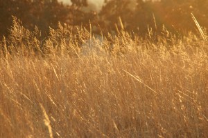 Beauty of the Grasslands
